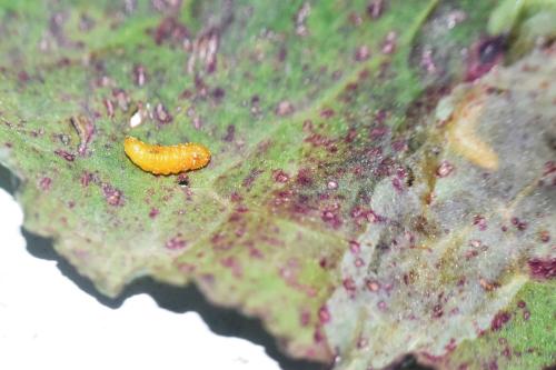 Réf. 341 833 : Pegomya sp.